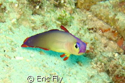 found on barracuda point off of Sipadan by Eric Fly 